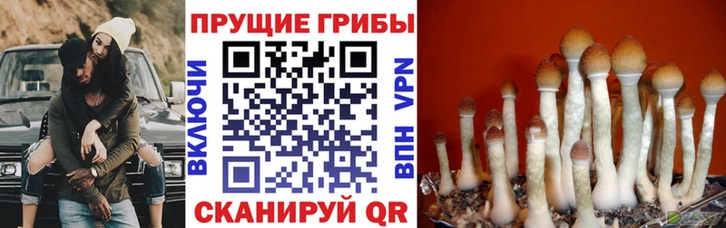 ОМГ ОМГ зеркало  Арск  Галлюциногенные грибы ЛСД 
